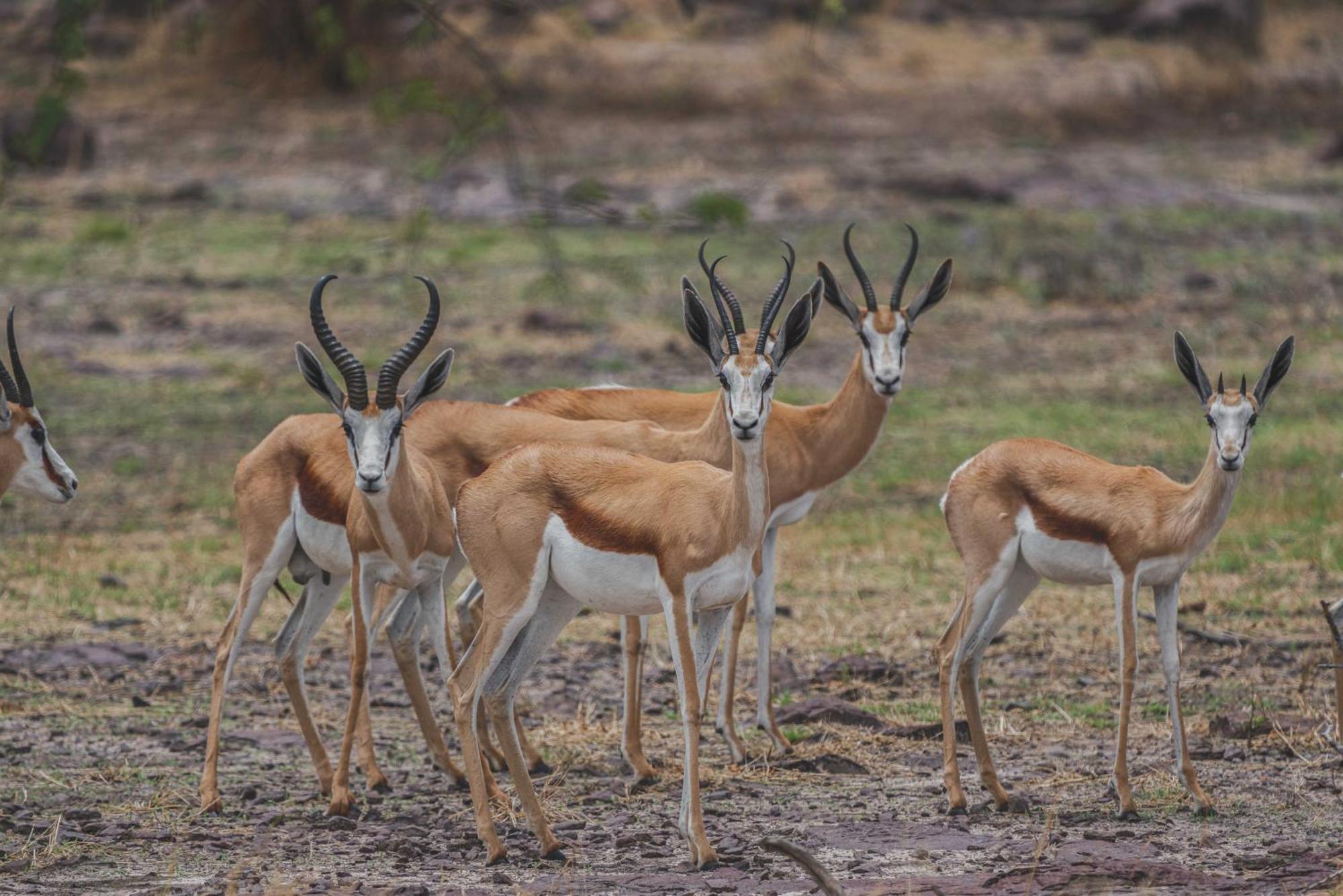 Grassland Safari Lodge Ghanzi 외부 사진